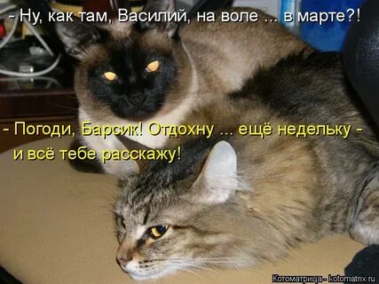 Пакость