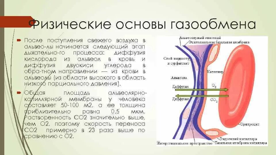 Механизм дыхательных движений вдоха и выдоха. Механизм процесса вдоха и выдоха. Последовательность при выдохе. Процессы при выдохе. Установите последовательность увеличение объема грудной клетки.