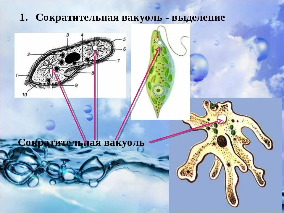 Какую функцию инфузории туфельки выполняет сократительная вакуоль. Сократительная вакуоль. Строение сократительной вакуоли. Функции сократительной вакуоли. Сократительная вакуоль у амёбы.