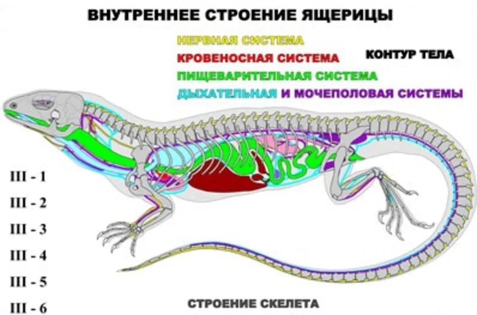 Строение пресмыкающихся или рептилий. Пищеварительная система прыткой ящерицы. Строение пищеварительной системы ящерицы. Внутреннее строение ящерицы пищеварительная система. Анатомия прыткой ящерицы.