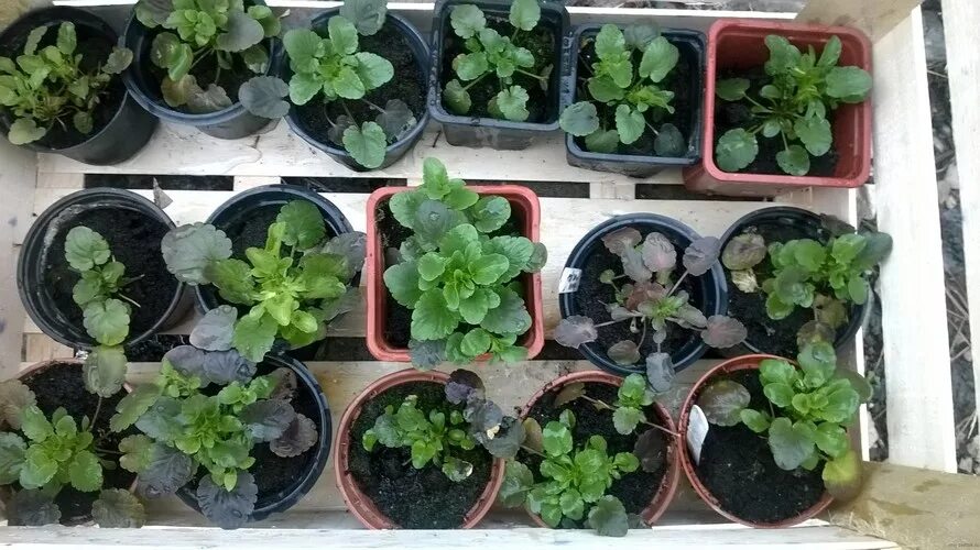 Виола виттрока рассада. Как сеять анютины глазки на рассаду. Виола пикировка рассады. Всходы семян анютины глазки. Анютины глазки посадка семенами на рассаду.