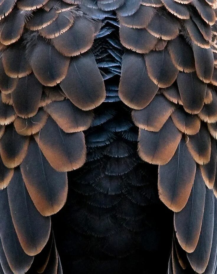 Bird back