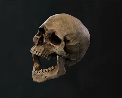 Баерс без челюсти фото