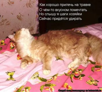 Прилечь