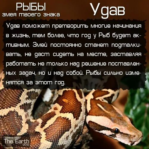 змеи по месяцам рождения. какая ты змея по знаку зодиака. тест какая я змея. африканский питон. змей знак зодиака.