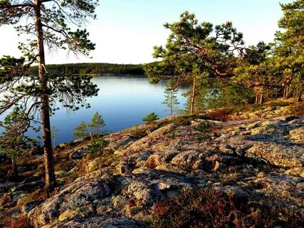 Белое море лес