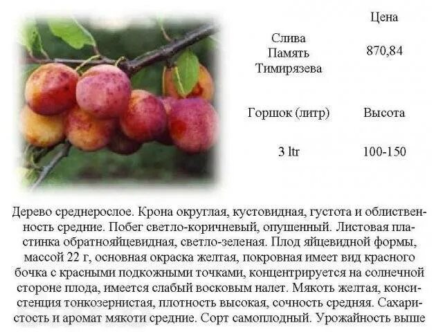Алыча память тимирязева. Слива сорт памяти тимирязева. Память тимирязева описание. Слива тимирязева. Память тимирязева слива описание сорта.