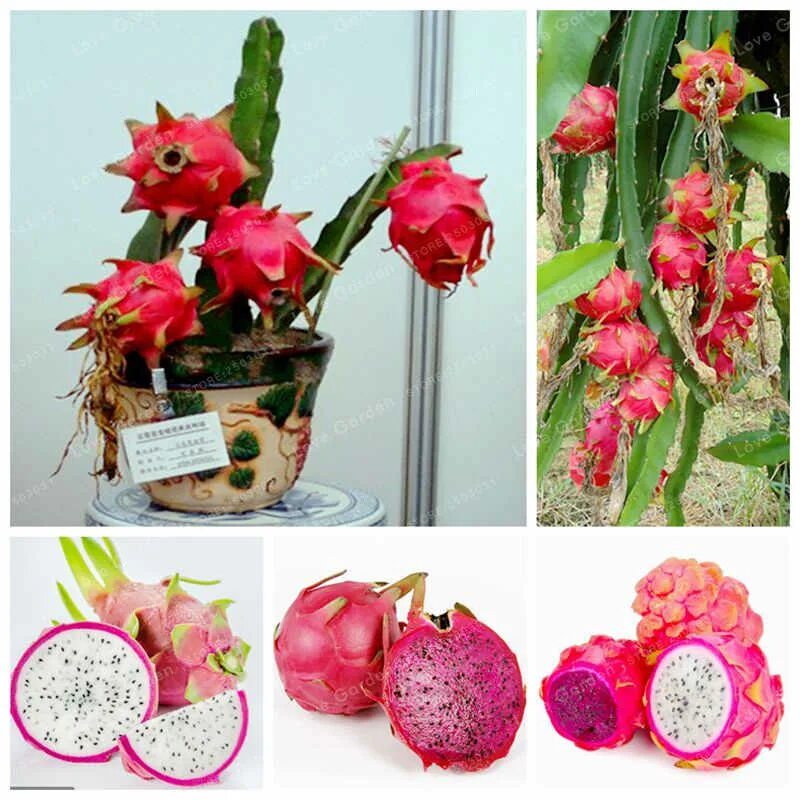 питахайя в горшке. цветок сердце дракона питахайя. питахайя бонсай. питахайя бонсай. питахайя в горшке.