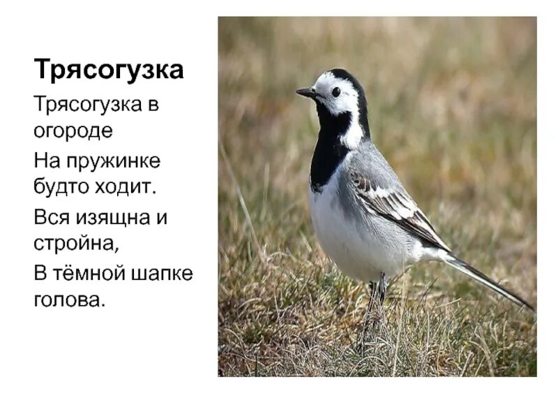 Трясогузки текст