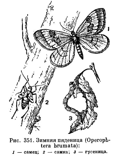 Сосновая Пяденица (Bupalus piniarius. Сосновая Пяденица бабочка. Сосновая Пяденица рисунок. Подотряд разнокрылые бабочки.