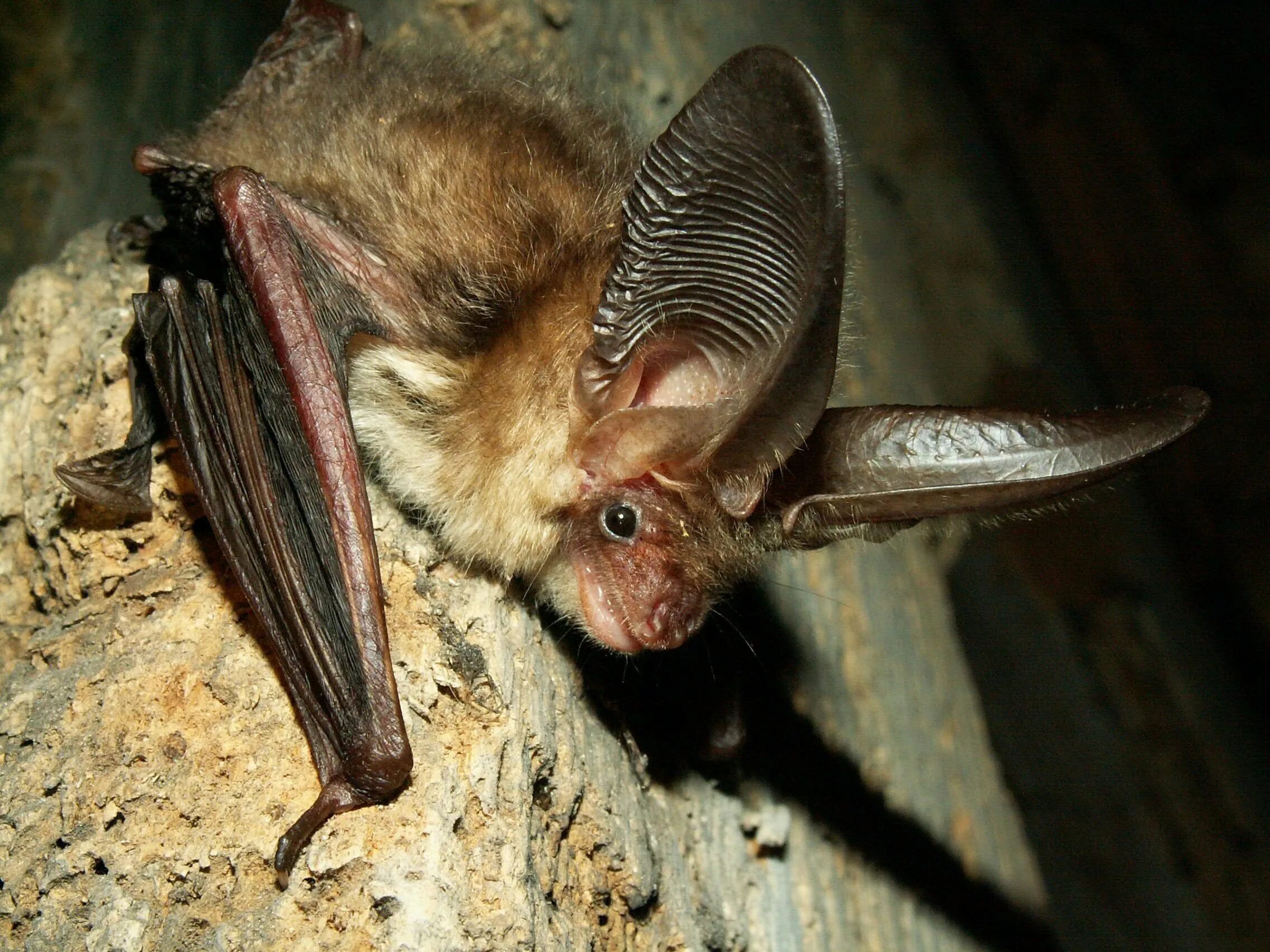 Ночница большая. Ночница брандта (myotis brandtii (eversmann, 1845)). летучая мышь ночница брандта. уссурийский трубконос. летучая мышь обыкновенная ночница.