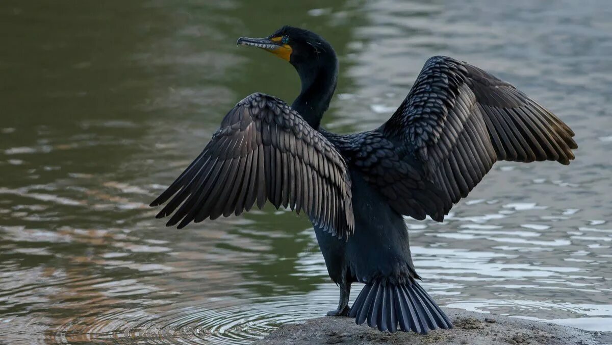 Капский баклан. Баклан обыкновенный. Нырок черноморский баклан. Баклан. Phalacrocorax nigrogularis.