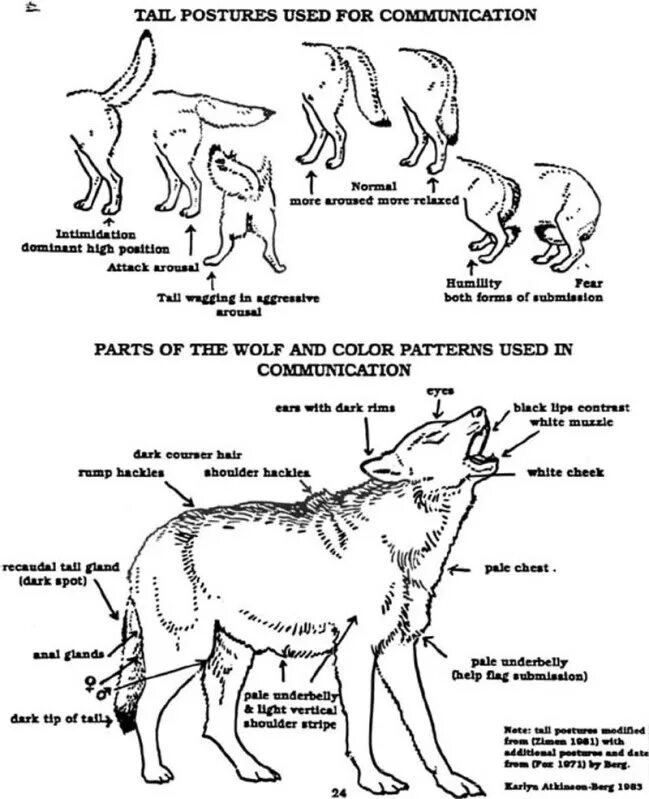 Положение хвоста волка. Опускается ли сердце у волка. Строение тела лисы. Опускается ли сердце у волка. Что не умеют волки.