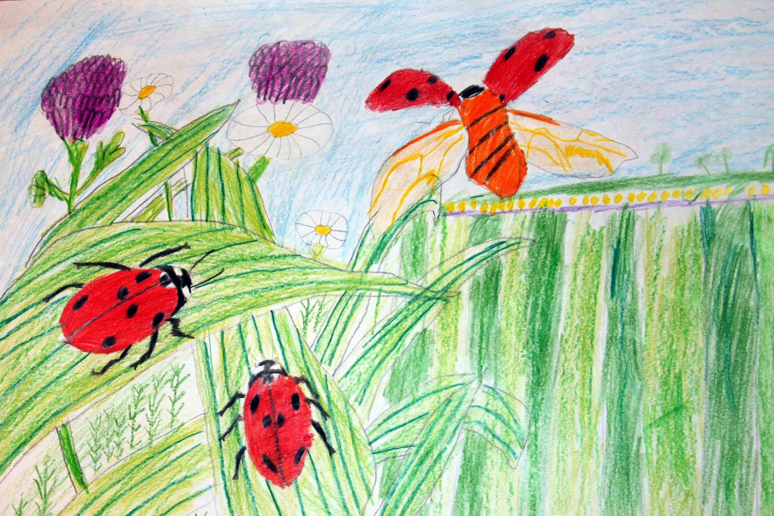 Нарисовать луг 1 класс окружающий. Рисование летнего Луга. Рисование на тему насекомые. Детские рисунки на тему лето. Рисование насекомых в детском саду.