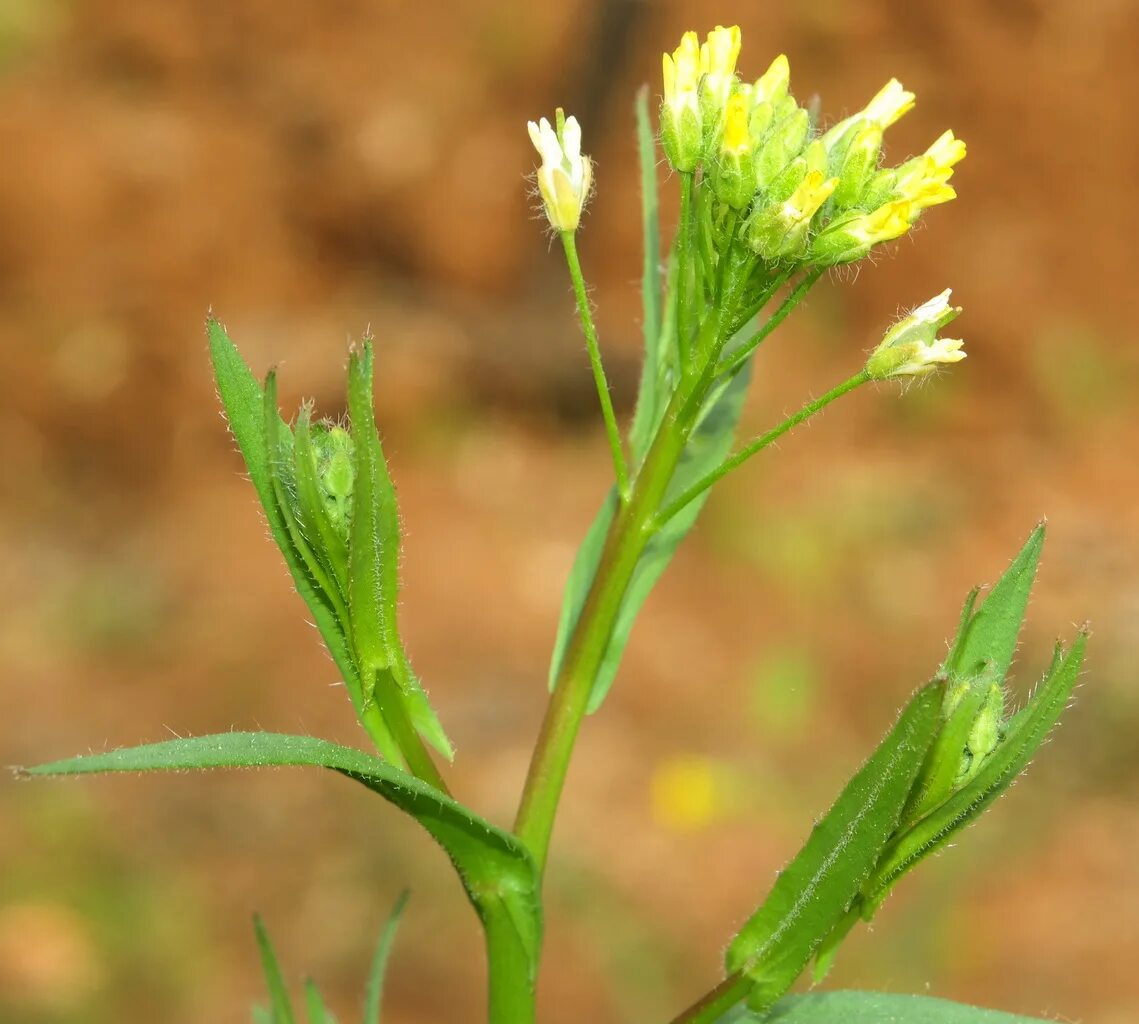 Рыжика посевного (Camelina Sativa),. Camelina Рыжик. Рыжик волосистый. Сорняк Рыжик. Цветок рыжик