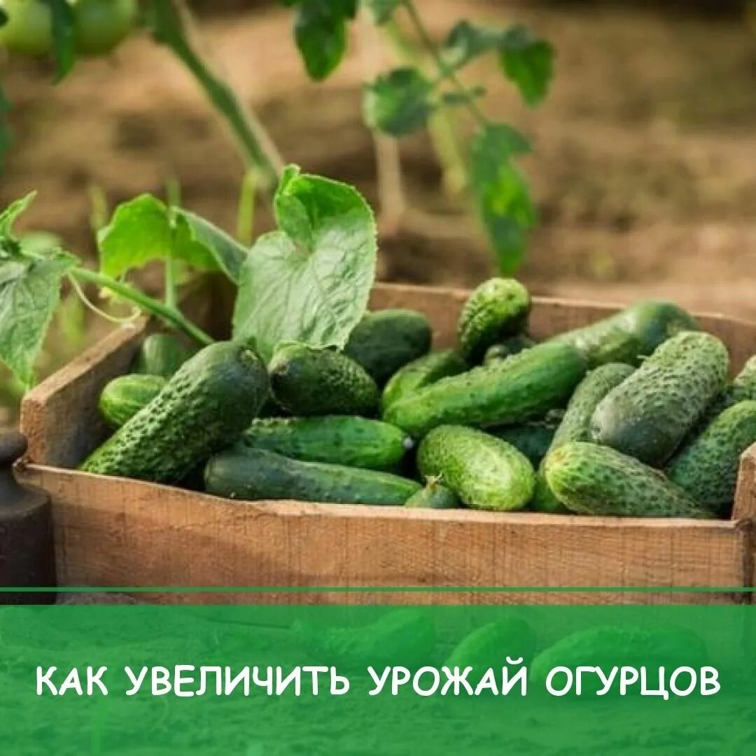 Огурец холодостойкий сорт. Урожай огурцов. огурец растение.
