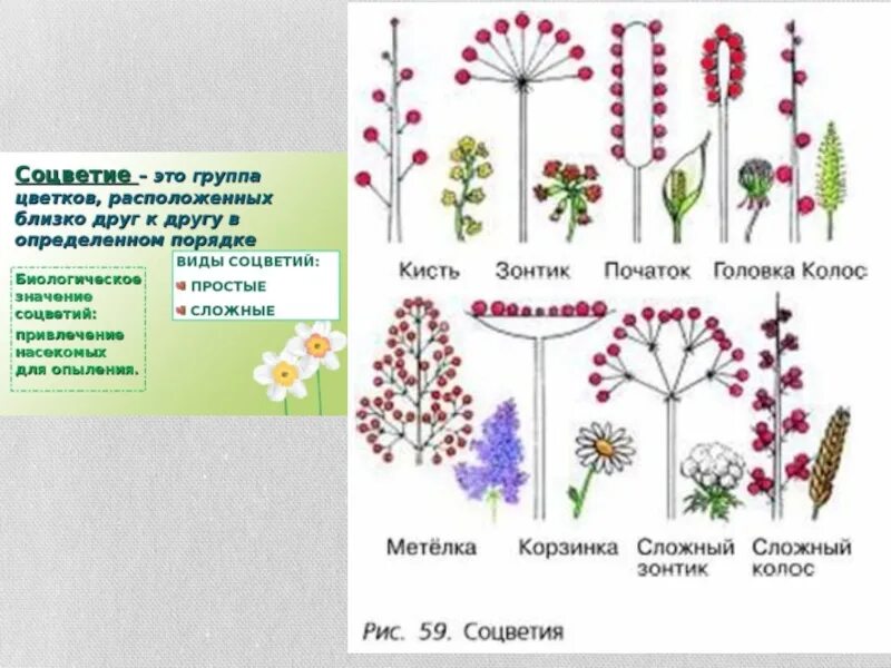 Зонтик початок. Соцветия рис 59. Соцветия: кисть головка метелка. Соцветие кисть и метелка. Соцветие головка Колос схема.