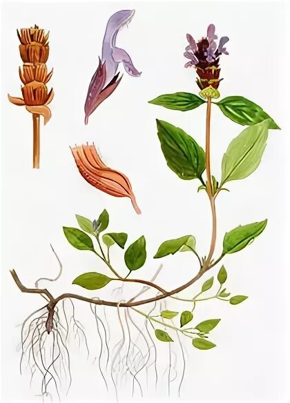 Черноголовка прунелла обыкновенная. Рисунок черноголовка. Рисунок черноголовка. Черноголовка обыкновенная ботаническая иллюстрация. Черноголовка обыкновенная корень.