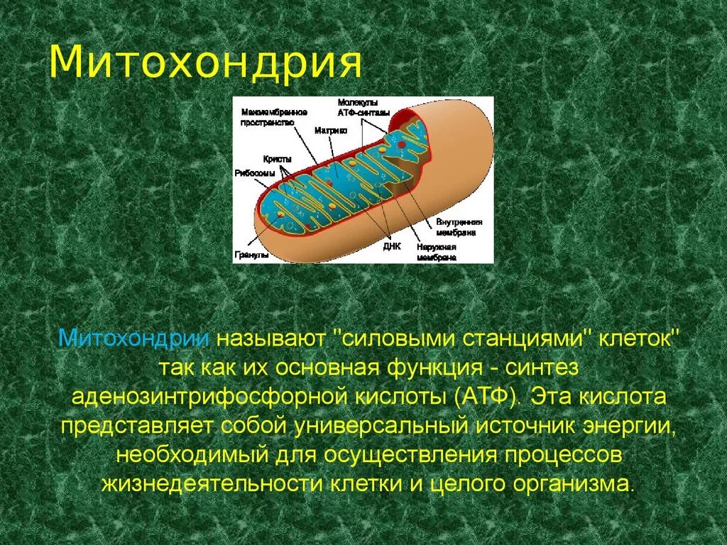 Функция митохондрии является. Митохондрии энергетические станции клетки. Почему митохондрии называют силовыми станциями клеток. Строение митохондрии. Процессы происходящие в митохондриях.