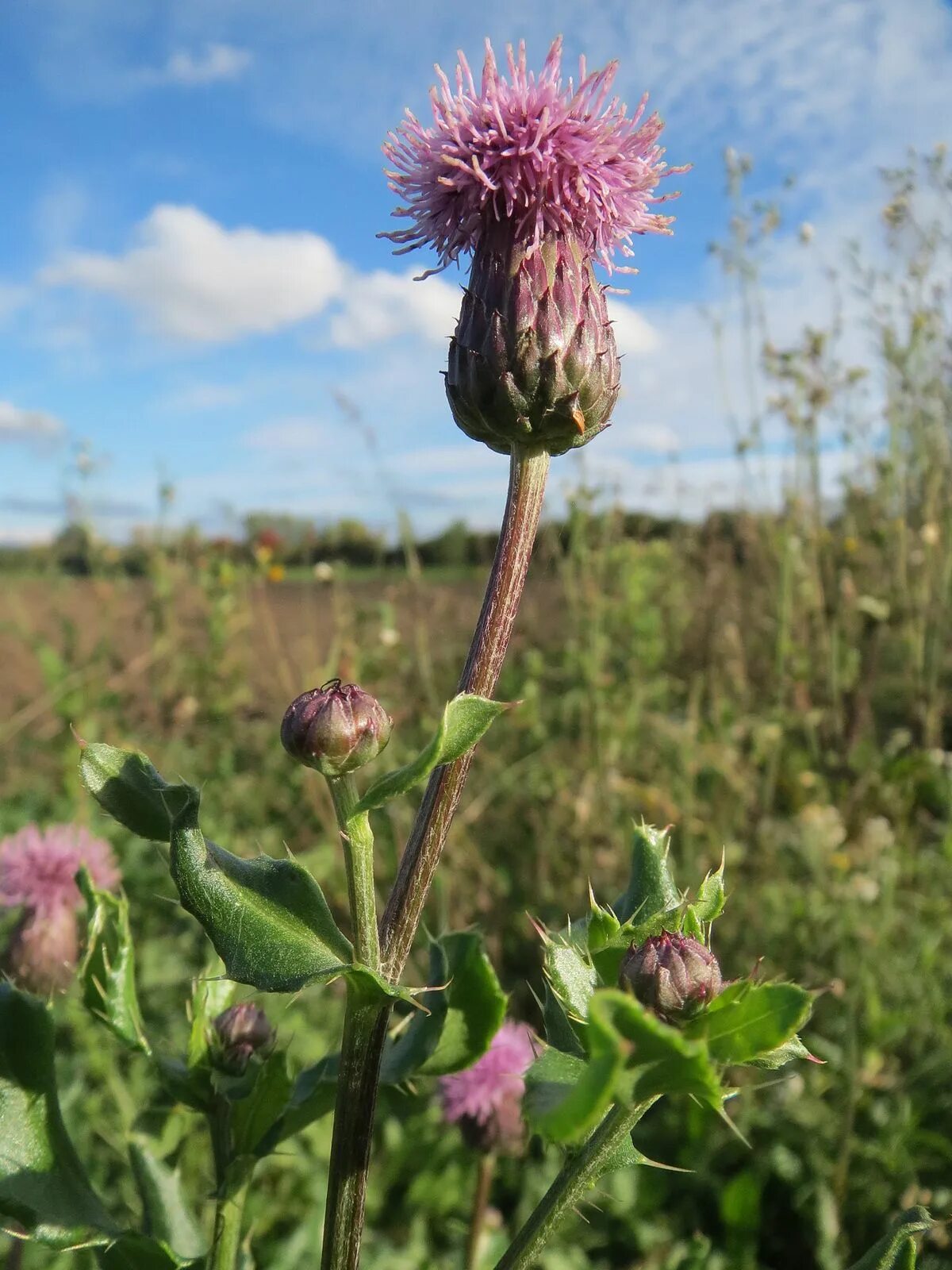 Осот розовый бодяк полевой. Бодяк полевой (cirsium arvense). Бодяк полевой (cirsium arvense). Бодяк полевой (осот). Осот розовый бодяк полевой.