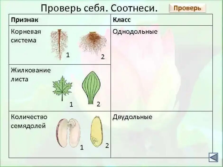 Однодольные и двудольные растения контрольная работа. Признаки двудольных растений таблица. класс двудольные растения семейства двудольных. семейства однодольных и двудольных растений. признаки однодольных и двудольных растений.