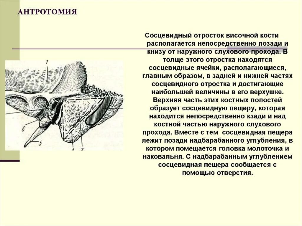 Тип соединения височной кости. Ячейки сосцевидного отростка височной кости. сосцевидный отросток анатомия. сосцевидный отросток височной кости кт. верхушка сосцевидного отростка анатомия.