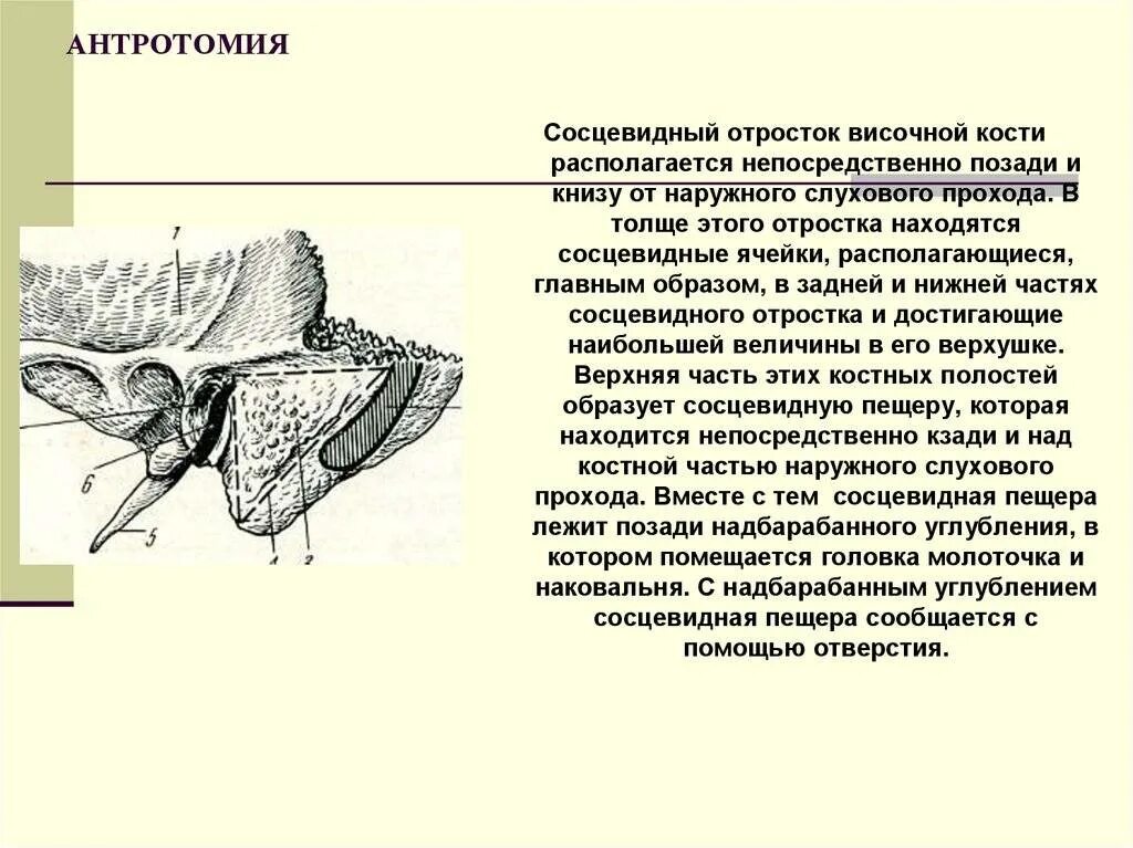 Утолщение слизистой сосцевидного отростка. Ячейки сосцевидного отростка височной кости. Сосцевидный отросток височной кости треугольник шипо. Сосцевидный отросток анатомия. Сосцевидный отросток височной кости кт.