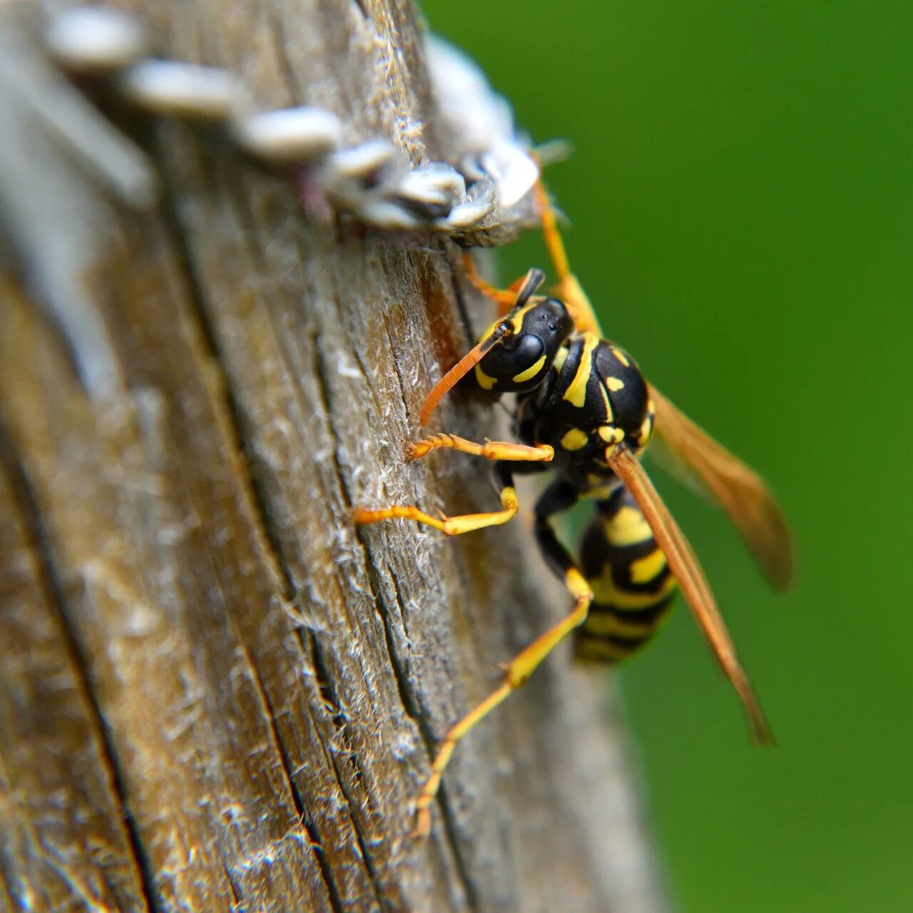 Насекомые похожие на ос. Оса фото. Wasp оса. Wasp насекомое. Маленькие осы.