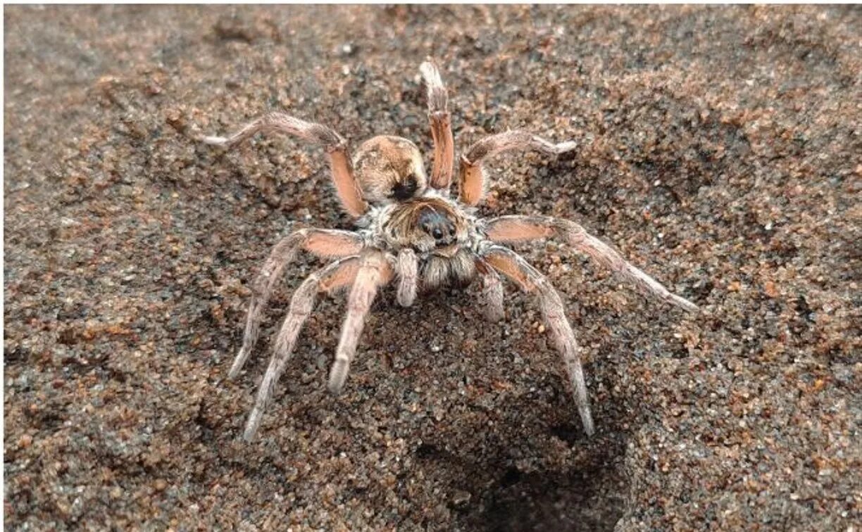 Тарантул место обитания. Тарантул lycosa narbonensis. южнорусский тарантул. тарантул паук волк. lycosa aragogi.