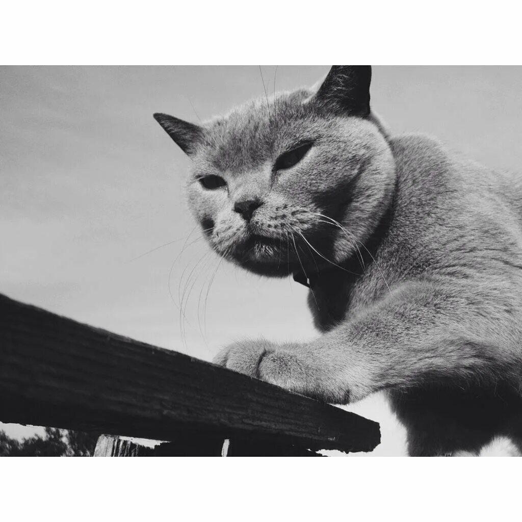 Кот шлепа картинки. Рысь шлепа. шлепа кот. шлепа русский кот. кот шлёпа порода.
