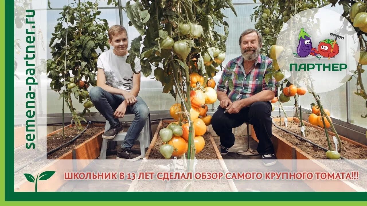 Лучшие сорта томатов для теплицы партнер. Крупные томаты партнер. сокровище инков томат. томат сокровище отзывы фото. ролики томаты от агронома.