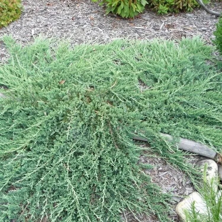 Стелющиеся хвойные. Можжевельник Вилтони. Можжевельник Juniperus horizontalis Wiltonii. Можжевельник казацкий Вилтони. Можжевельник горизонтальный "Wiltonii" (Juniperus horizontalis "Wiltonii").