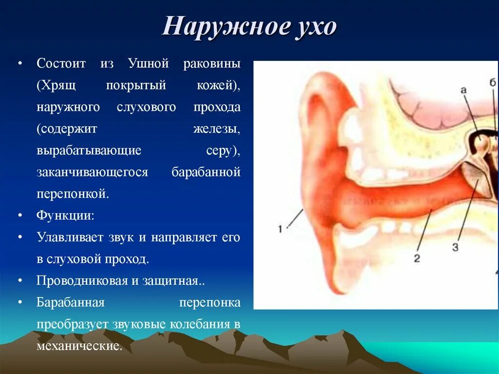 Наружное ухо состоит из ушной раковины. Наружнее ухо состоит из. Наружный слуховой проход железы.