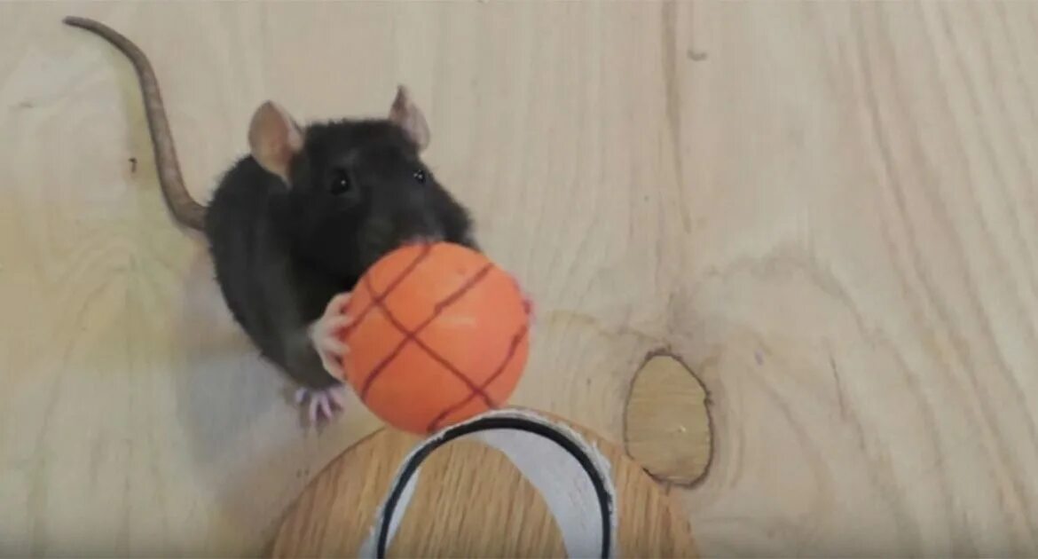 Что умеет делать мышь. Что умеет делать мышь. Дрессированная мышь. Что умеет делать мышь. Что умеет делать мышь.