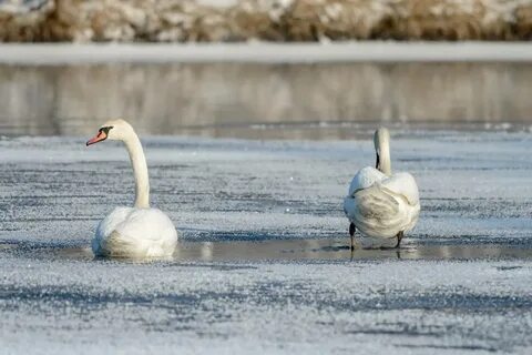 Какая погода в лебедь