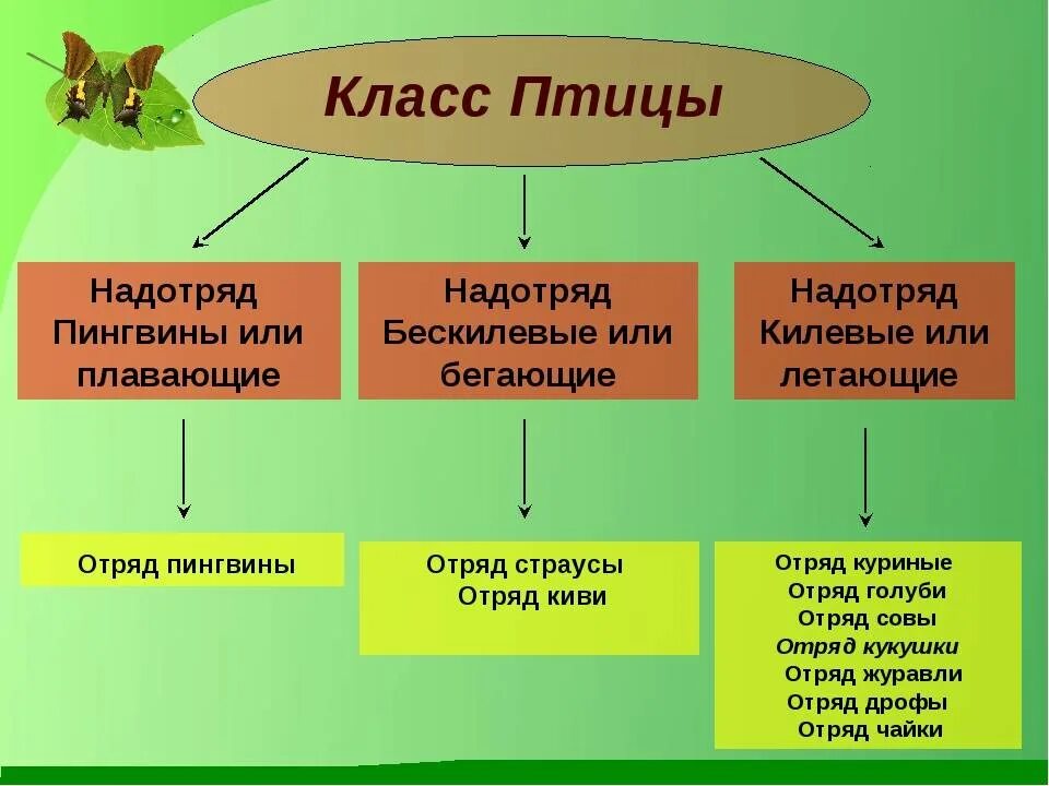 Класс птиц 7 класс конспект. Классификация птиц. класс птицы. класс птицы классификация. классификация птиц таблица.