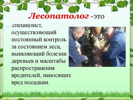 Лесопатолог это