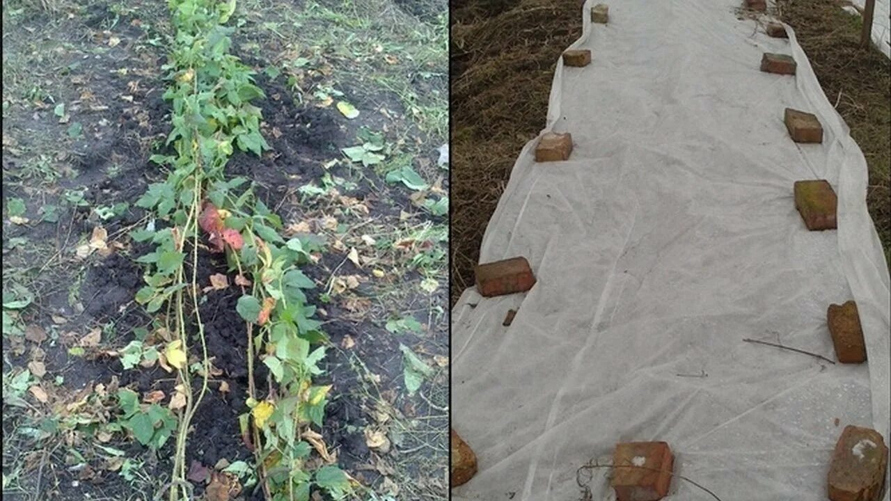 Укрытие ежевики на зиму. Укрыть малину на зиму. Подготовка ежевики к зиме. Надо ли укрывать ежевику на зиму. Надо ли укрывать ежевику на зиму.