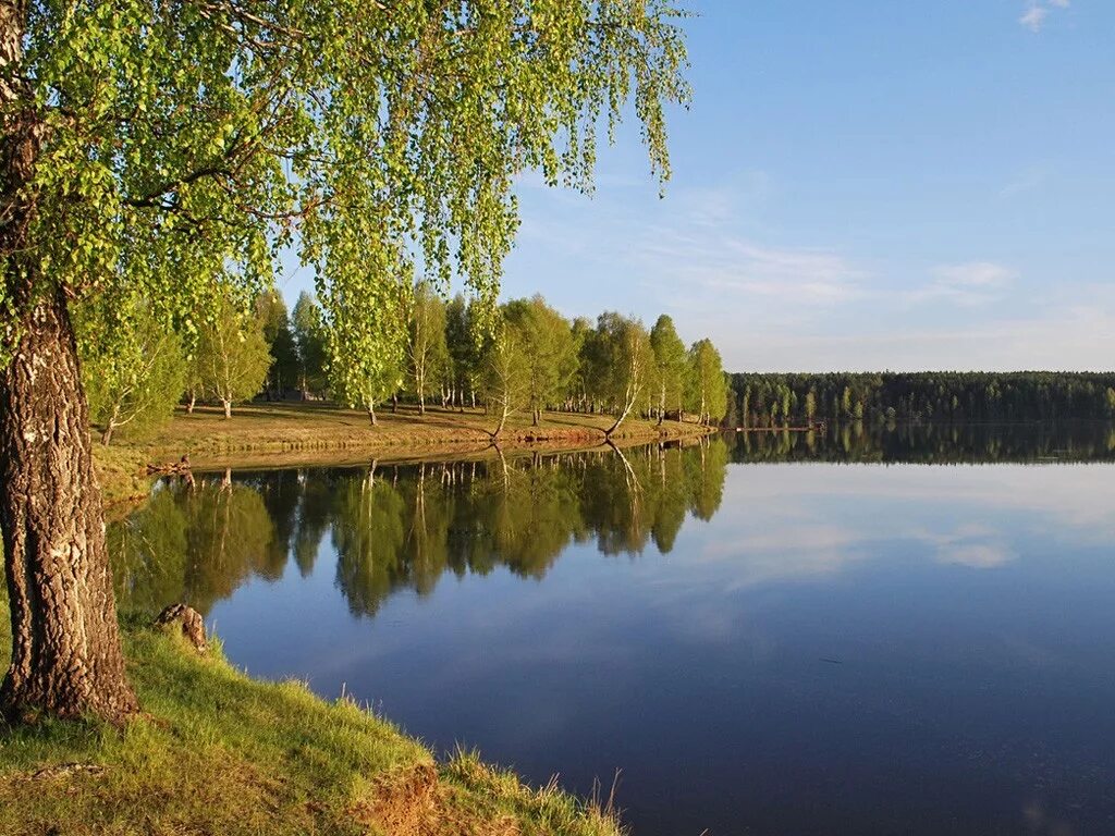 Фотография малой родины. Волга природа Ярославская область. Березы у реки. Красота родного края. Родина.