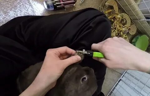 Как подстригать когти кролику декоративному