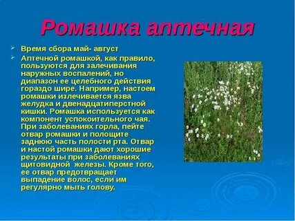 Лекарственные растения 7 класс