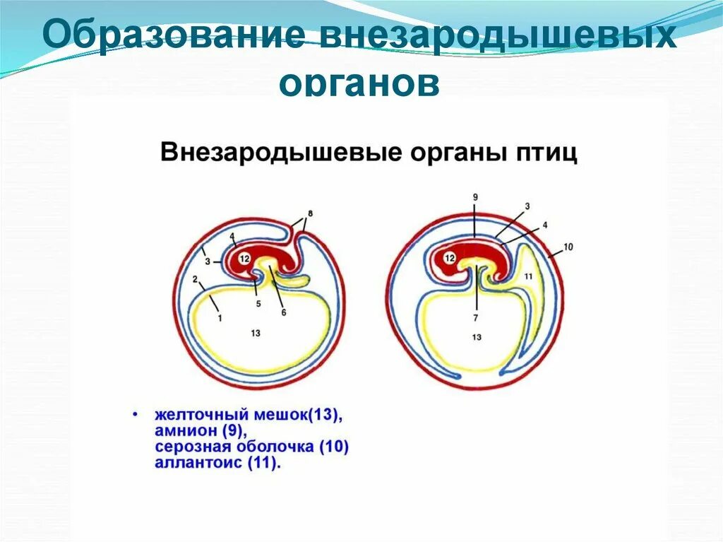 Появление амниона и других зародышевых оболочек. Амнион хорион аллантоис рептилий. Амниотические оболочки млекопитающих. Хорион амнион желточный мешок. Внезародышевые органы амнион.