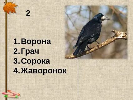 Ворон и сорока разница