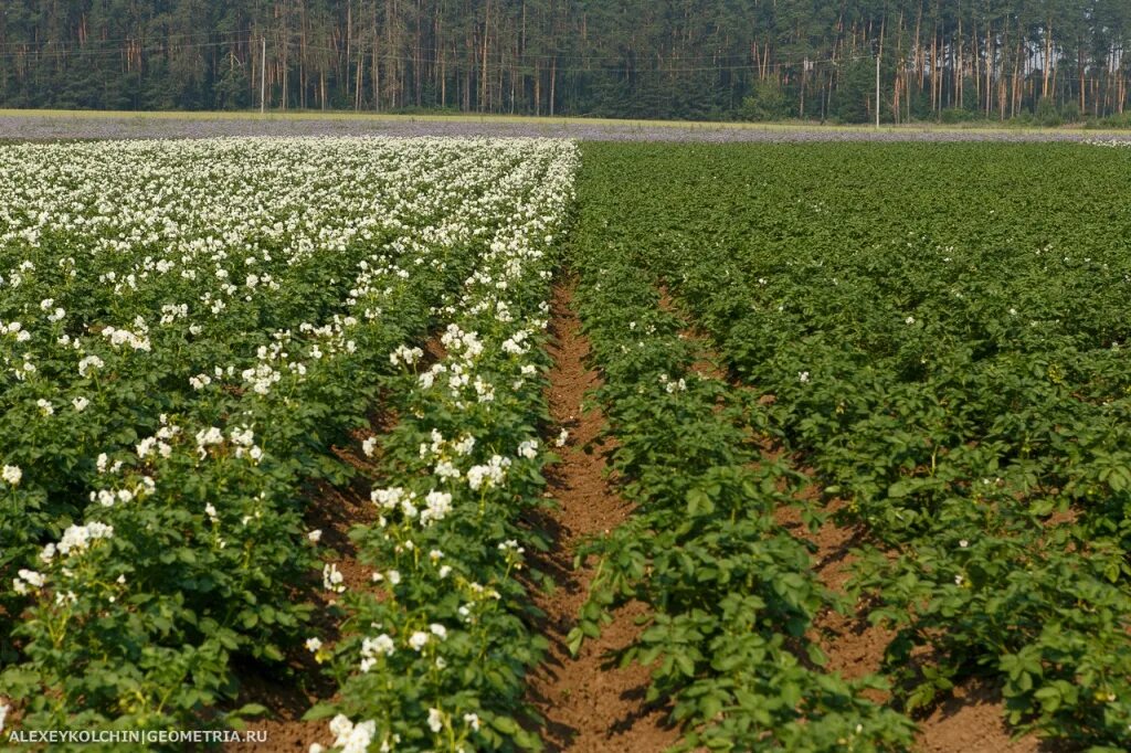 Более 18 000 работ на тему "Potato Growing Field Pictures": стоковые фото, карти