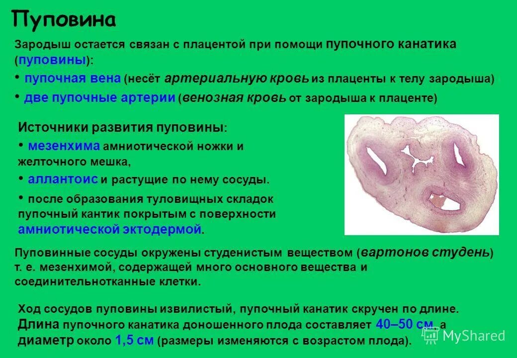 Пуповина строение и функции. Строение и функции пупочного канатика. Пупочный канатик. Структура и функции пуповины. Поступление каких веществ обеспечивает пуповина выберите три.