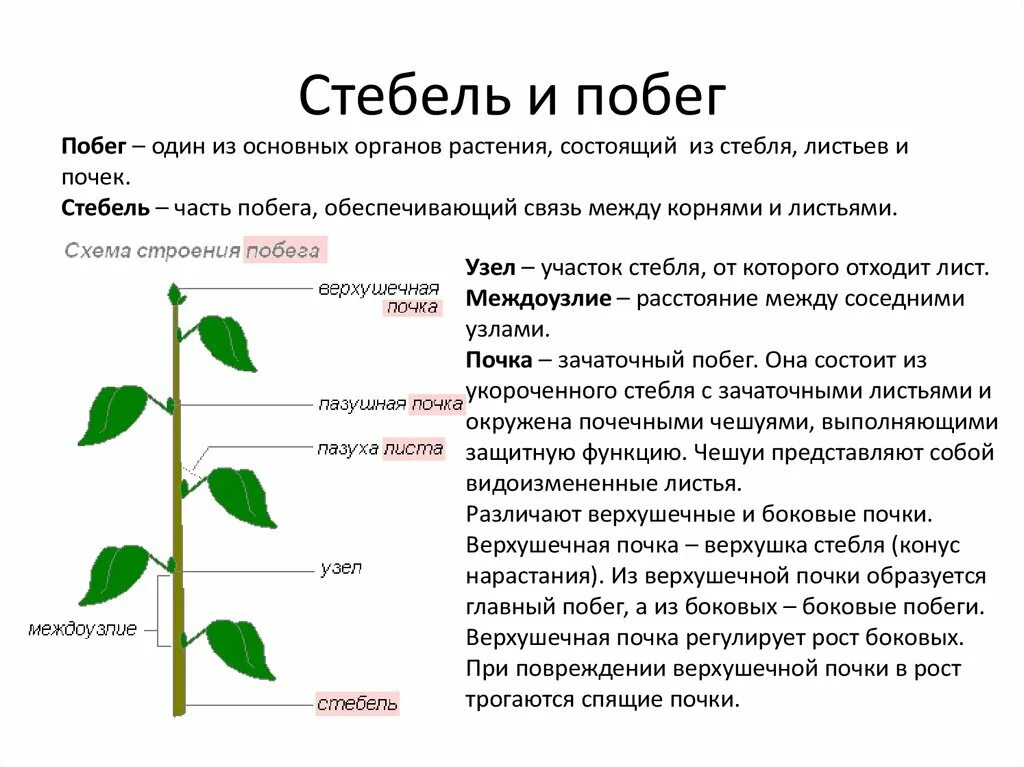 Побег это какой орган растения. Побег состоящий из стебля листьев и почек. органы растения .почка.побег.листья. части побега стебель листья и почки. схема функции стебля.