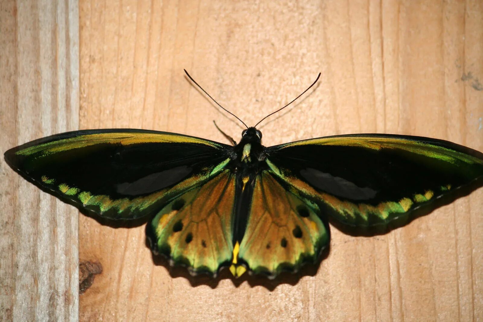 20 totally amazing butterfly species