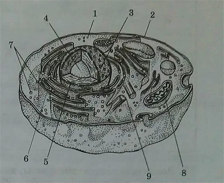 Разделение клетки под действием центробежной. Клетка под электронным микроскопом рисунок. Клетка под электронным микроскопом биология. Клетка под электронным микроскопом 8 класс. Строение клетки без подписей 8 класс.