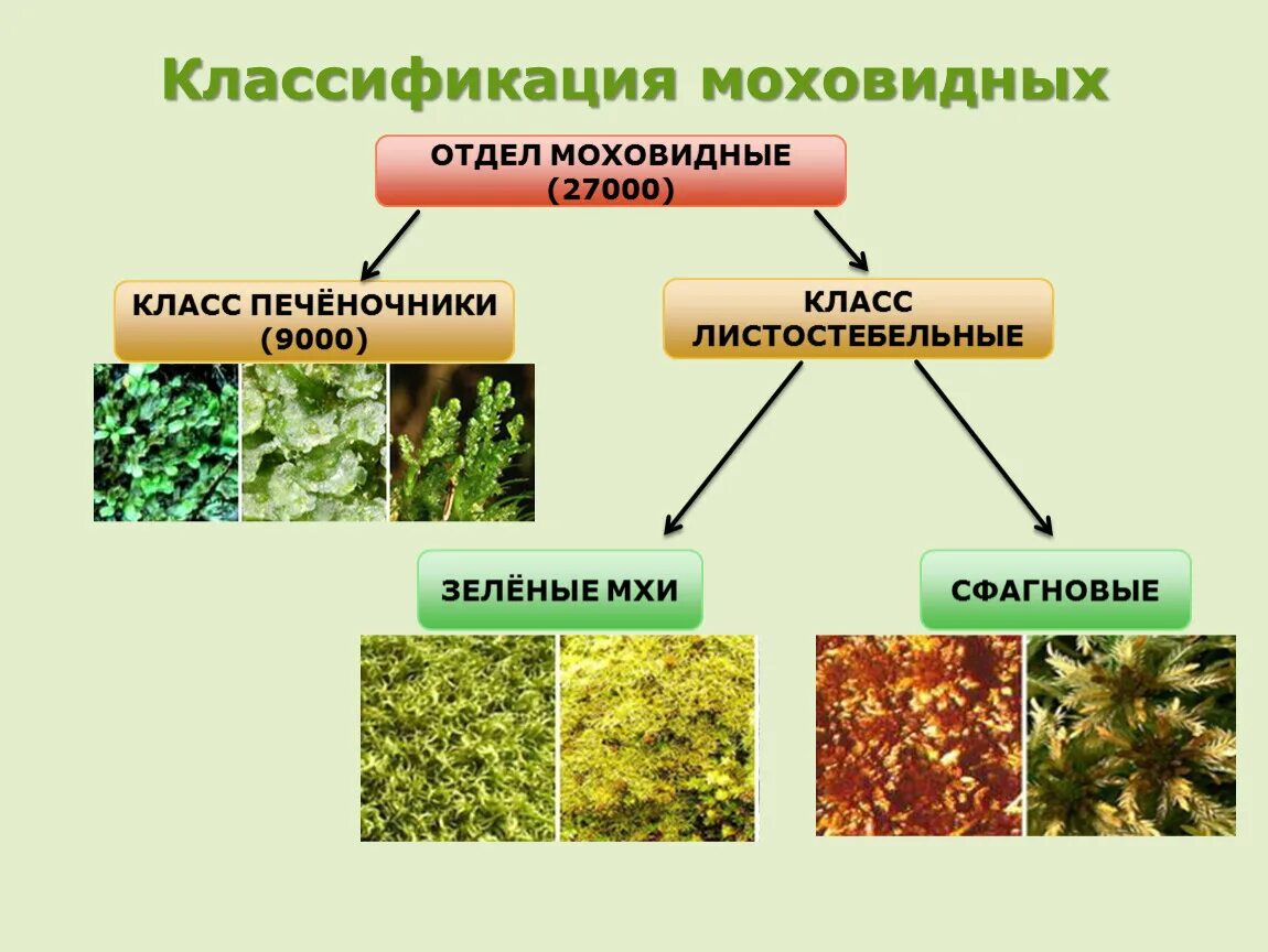 Отдел Моховидные класс печеночники. Классификация мхов схема. Отдел Моховидные класс печеночники класс листостебельные класс. Классификация отдела Моховидные таблица.