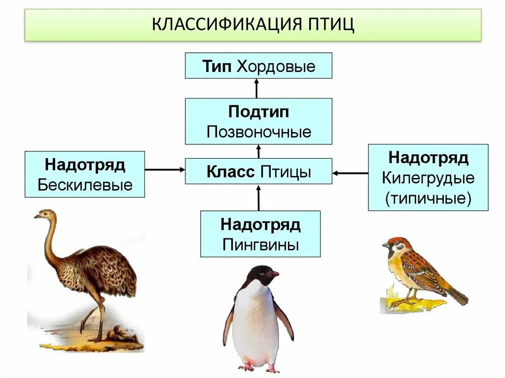 Количество видов класса птиц. Классификация килегрудых птиц. Классификация птиц по типу пищи. Класс птицы систематика. Килегрудые птицы характеристика.